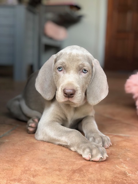 Canis Fortuna (FCI) CHARLIE – zdjęcie 2