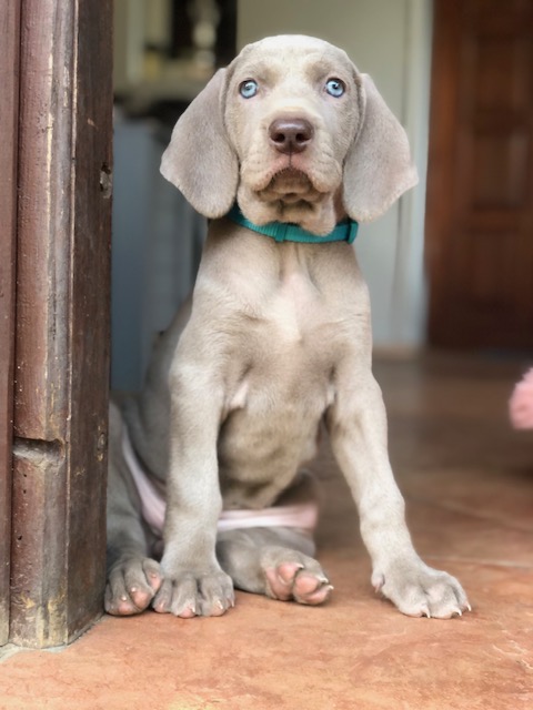Canis Fortuna (FCI) CHARLIE – zdjęcie 3