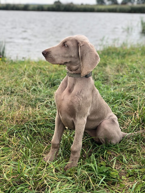 Canis Fortuna (FCI) CHARLIE – zdjęcie 1