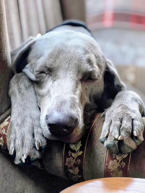 Canis Fortuna (FCI) CHARLIE – zdjęcie 4