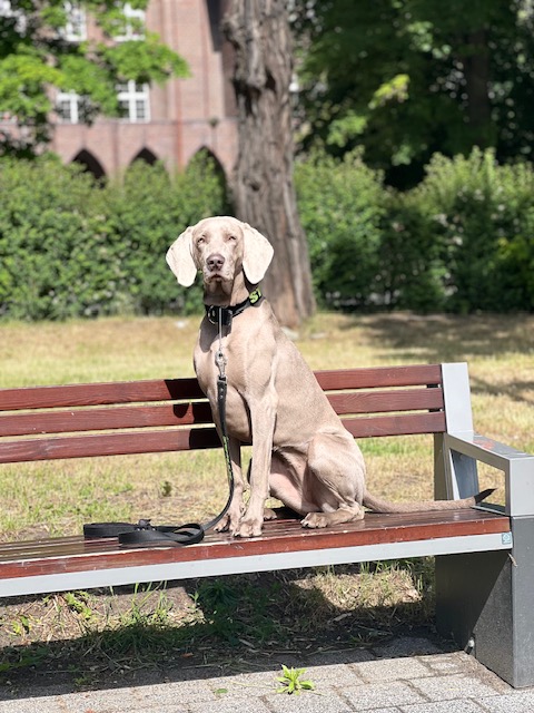 Canis Fortuna (FCI) CHARLIE – zdjęcie 6