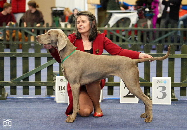 Canis Fortuna (FCI) CHARLIE