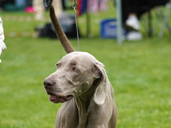 Canis Fortuna (FCI) CHARLIE – zdjęcie 8