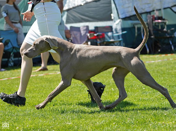 Canis Fortuna (FCI) CHARLIE – zdjęcie 9